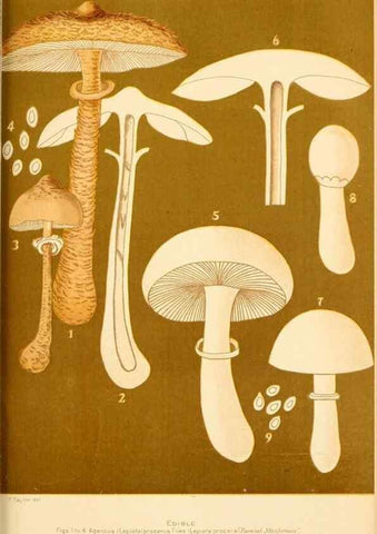 Reproducción/Reproduction 9248358304: Student's hand-book of mushrooms of America edible and poisonous /. Washington, D.C. :A.R. Taylor,1897-1898.