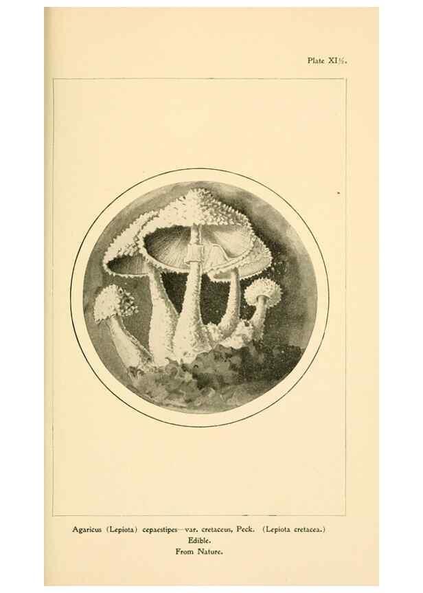 Reproducción/Reproduction 9248359334: Student's hand-book of mushrooms of America edible and poisonous /. Washington, D.C. :A.R. Taylor,1897-1898.