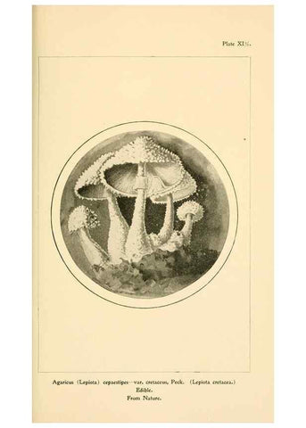 Reproducción/Reproduction 9248359334: Student's hand-book of mushrooms of America edible and poisonous /. Washington, D.C. :A.R. Taylor,1897-1898.