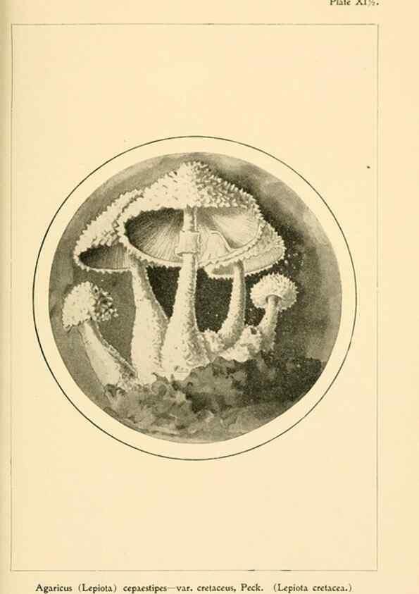 Reproducción/Reproduction 9248359334: Student's hand-book of mushrooms of America edible and poisonous /. Washington, D.C. :A.R. Taylor,1897-1898.