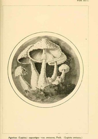 Reproducción/Reproduction 9248359334: Student's hand-book of mushrooms of America edible and poisonous /. Washington, D.C. :A.R. Taylor,1897-1898.