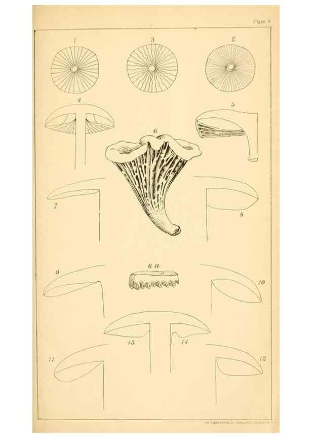 Reproducción/Reproduction 9245553019: Student's hand-book of mushrooms of America edible and poisonous /. Washington, D.C. :A.R. Taylor,1897-1898.