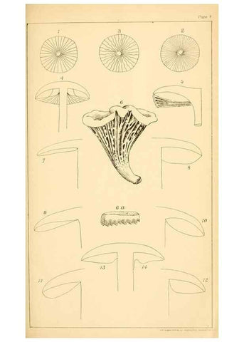 Reproducción/Reproduction 9245553019: Student's hand-book of mushrooms of America edible and poisonous /. Washington, D.C. :A.R. Taylor,1897-1898.