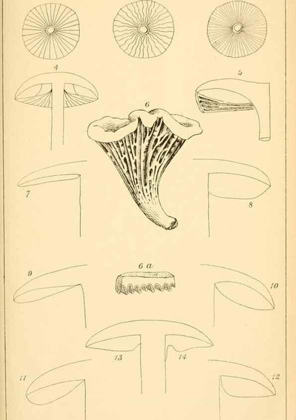 Reproducción/Reproduction 9245553019: Student's hand-book of mushrooms of America edible and poisonous /. Washington, D.C. :A.R. Taylor,1897-1898.