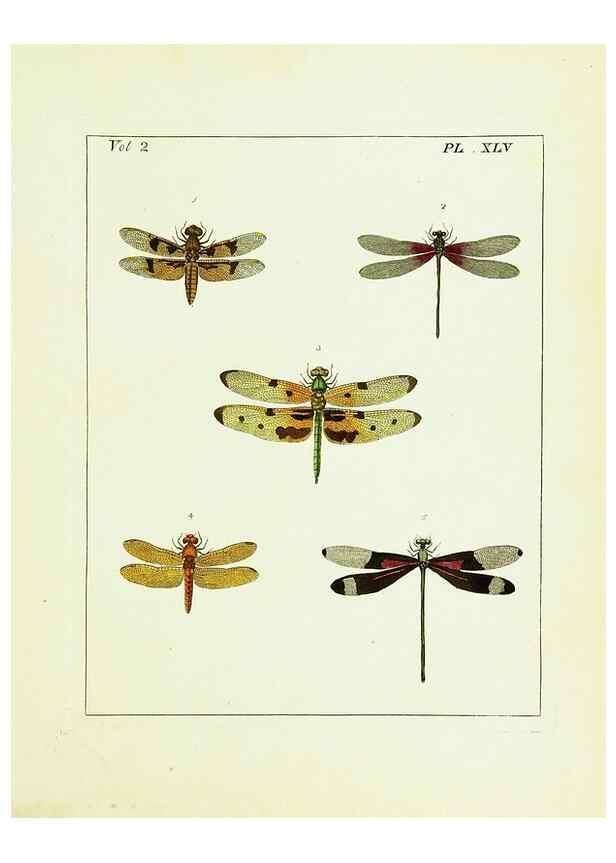 Reproducción/Reproduction 9245782333: Illustrations of natural history.. London,Printed for the author and sold by B. White,1770-82.