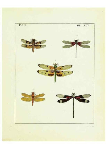 Reproducción/Reproduction 9245782333: Illustrations of natural history.. London,Printed for the author and sold by B. White,1770-82.