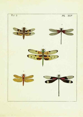 Reproducción/Reproduction 9245782333: Illustrations of natural history.. London,Printed for the author and sold by B. White,1770-82.