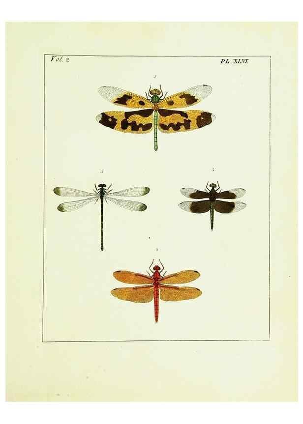 Reproducción/Reproduction 9248563886: Illustrations of natural history.. London,Printed for the author and sold by B. White,1770-82.