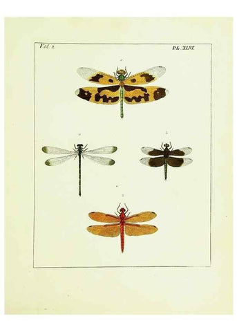 Reproducción/Reproduction 9248563886: Illustrations of natural history.. London,Printed for the author and sold by B. White,1770-82.
