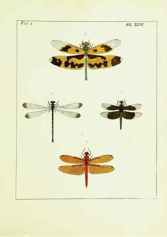 Reproducción/Reproduction 9248563886: Illustrations of natural history.. London,Printed for the author and sold by B. White,1770-82.