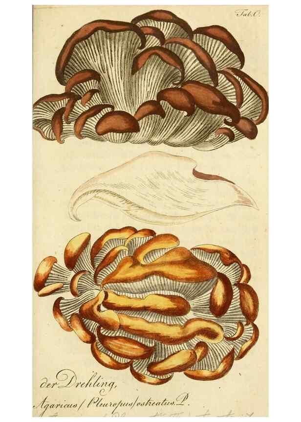 Reproducción/Reproduction 9263000544: Die essbaren schwämme des Oesterreichischen Kaiserstaates /. Wien :Geistinger,1809.
