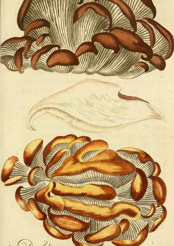 Reproducción/Reproduction 9263000544: Die essbaren schwämme des Oesterreichischen Kaiserstaates /. Wien :Geistinger,1809.