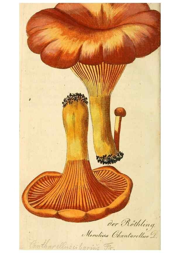 Reproducción/Reproduction 9263002230: Die essbaren schwämme des Oesterreichischen Kaiserstaates /. Wien :Geistinger,1809.