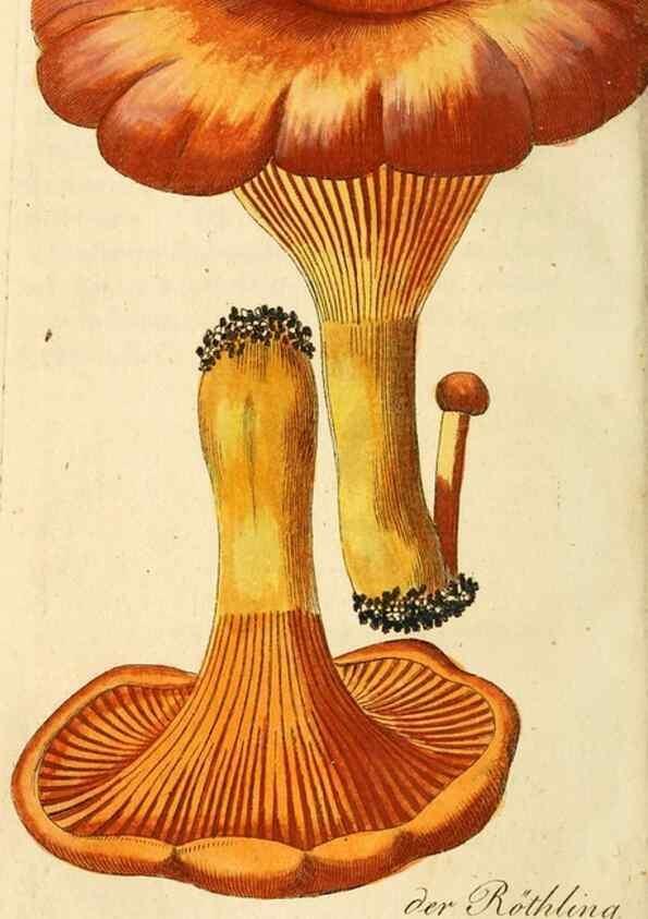 Reproducción/Reproduction 9263002230: Die essbaren schwämme des Oesterreichischen Kaiserstaates /. Wien :Geistinger,1809.