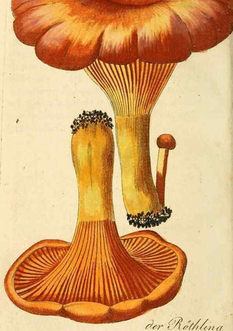 Reproducción/Reproduction 9263002230: Die essbaren schwämme des Oesterreichischen Kaiserstaates /. Wien :Geistinger,1809.