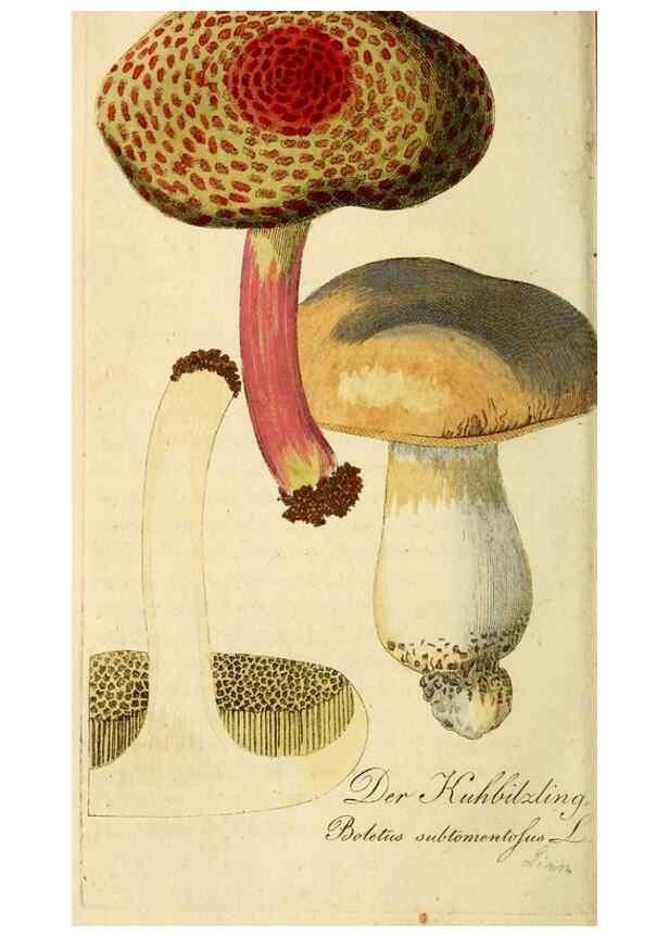 Reproducción/Reproduction 9263003574: Die essbaren schwämme des Oesterreichischen Kaiserstaates /. Wien :Geistinger,1809.