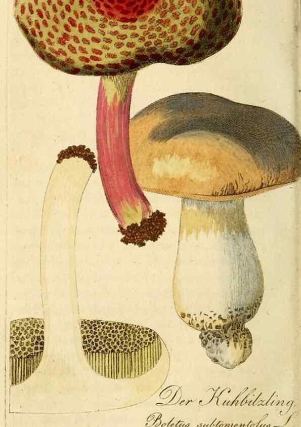 Reproducción/Reproduction 9263003574: Die essbaren schwämme des Oesterreichischen Kaiserstaates /. Wien :Geistinger,1809.