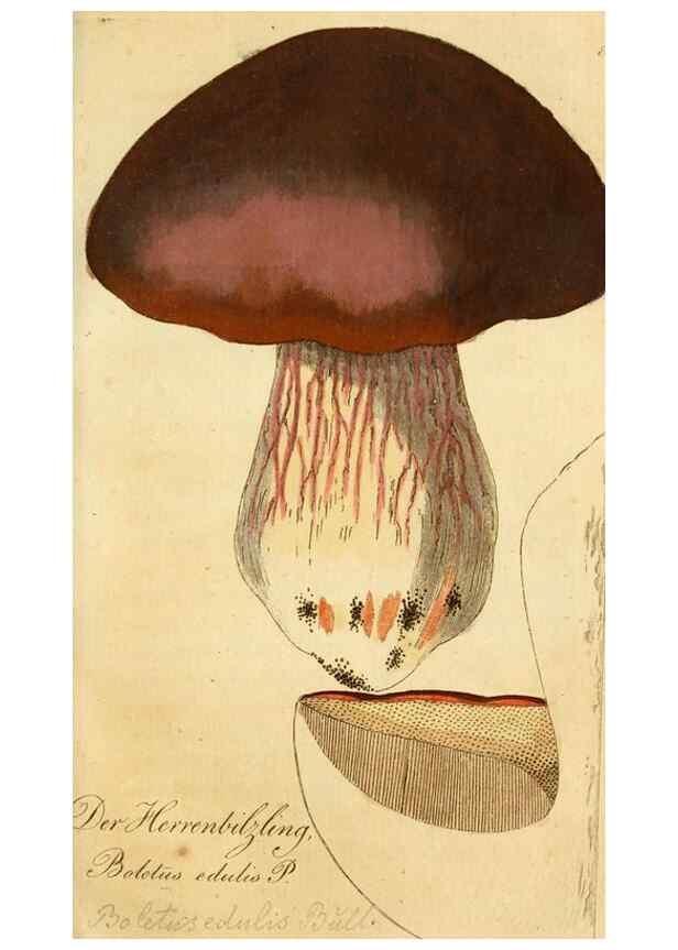 Reproducción/Reproduction 9260226821: Die essbaren schwämme des Oesterreichischen Kaiserstaates /. Wien :Geistinger,1809.