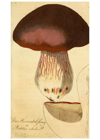 Reproducción/Reproduction 9260226821: Die essbaren schwämme des Oesterreichischen Kaiserstaates /. Wien :Geistinger,1809.