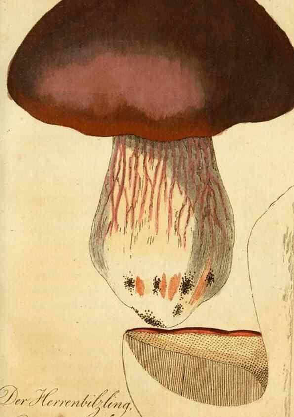 Reproducción/Reproduction 9260226821: Die essbaren schwämme des Oesterreichischen Kaiserstaates /. Wien :Geistinger,1809.