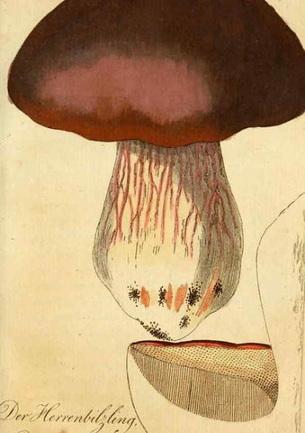 Reproducción/Reproduction 9260226821: Die essbaren schwämme des Oesterreichischen Kaiserstaates /. Wien :Geistinger,1809.