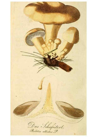 Reproducción/Reproduction 9260228323: Die essbaren schwämme des Oesterreichischen Kaiserstaates /. Wien :Geistinger,1809.
