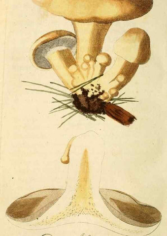 Reproducción/Reproduction 9260228323: Die essbaren schwämme des Oesterreichischen Kaiserstaates /. Wien :Geistinger,1809.