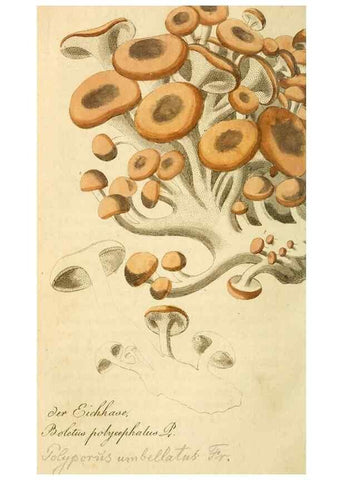 Reproducción/Reproduction 9263007752: Die essbaren schwämme des Oesterreichischen Kaiserstaates /. Wien :Geistinger,1809.