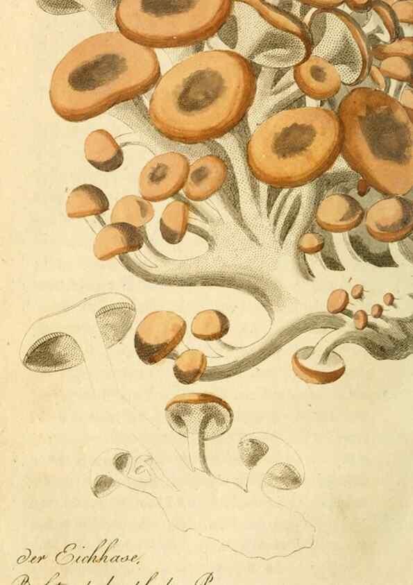 Reproducción/Reproduction 9263007752: Die essbaren schwämme des Oesterreichischen Kaiserstaates /. Wien :Geistinger,1809.