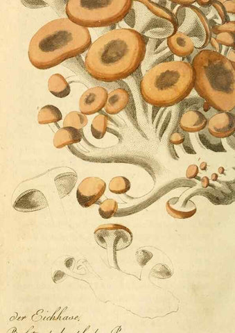 Reproducción/Reproduction 9263007752: Die essbaren schwämme des Oesterreichischen Kaiserstaates /. Wien :Geistinger,1809.