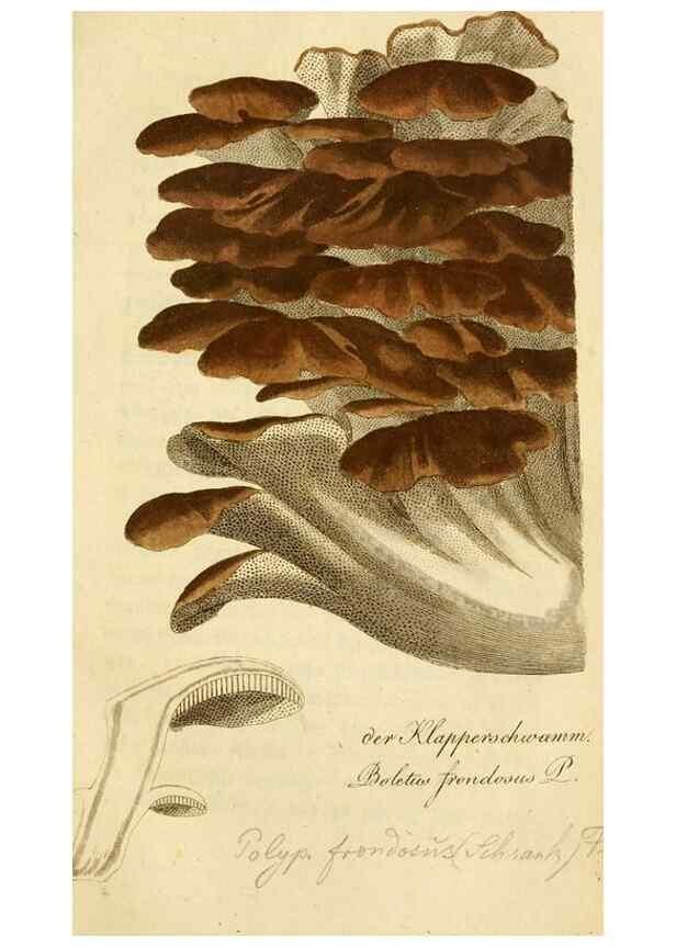 Reproducción/Reproduction 9263009162: Die essbaren schwämme des Oesterreichischen Kaiserstaates /. Wien :Geistinger,1809.