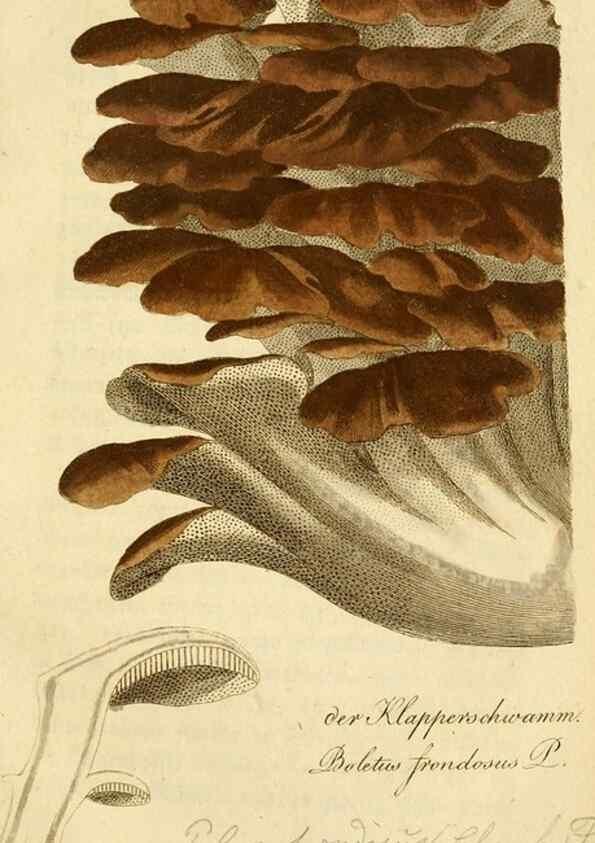 Reproducción/Reproduction 9263009162: Die essbaren schwämme des Oesterreichischen Kaiserstaates /. Wien :Geistinger,1809.