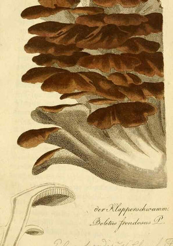 Reproducción/Reproduction 9263009162: Die essbaren schwämme des Oesterreichischen Kaiserstaates /. Wien :Geistinger,1809.