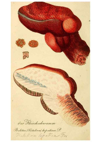 Reproducción/Reproduction 9260232649: Die essbaren schwämme des Oesterreichischen Kaiserstaates /. Wien :Geistinger,1809.
