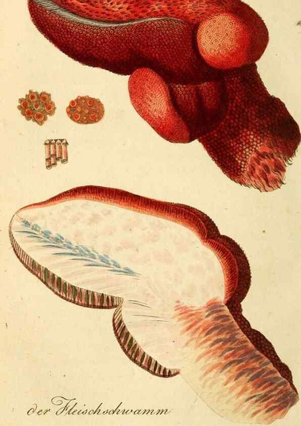 Reproducción/Reproduction 9260232649: Die essbaren schwämme des Oesterreichischen Kaiserstaates /. Wien :Geistinger,1809.