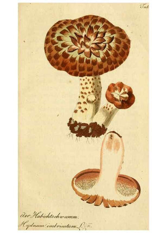 Reproducción/Reproduction 9260233965: Die essbaren schwämme des Oesterreichischen Kaiserstaates /. Wien :Geistinger,1809.