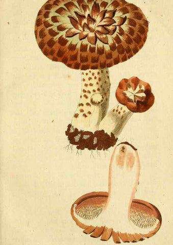 Reproducción/Reproduction 9260233965: Die essbaren schwämme des Oesterreichischen Kaiserstaates /. Wien :Geistinger,1809.
