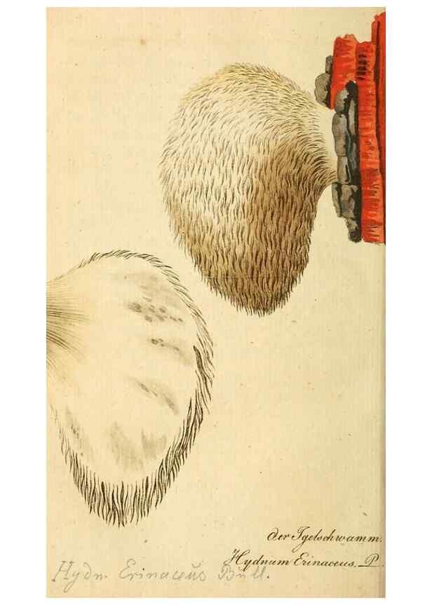 Reproducción/Reproduction 9260235305: Die essbaren schwämme des Oesterreichischen Kaiserstaates /. Wien :Geistinger,1809.