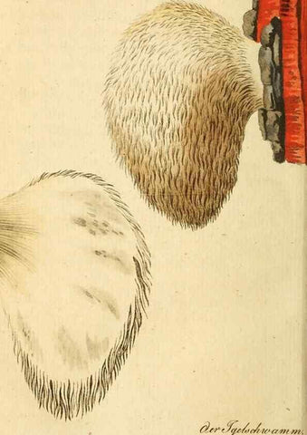 Reproducción/Reproduction 9260235305: Die essbaren schwämme des Oesterreichischen Kaiserstaates /. Wien :Geistinger,1809.