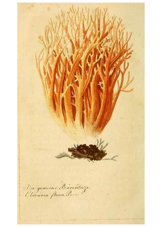Reproducción/Reproduction 9263016404: Die essbaren schwämme des Oesterreichischen Kaiserstaates /. Wien :Geistinger,1809.