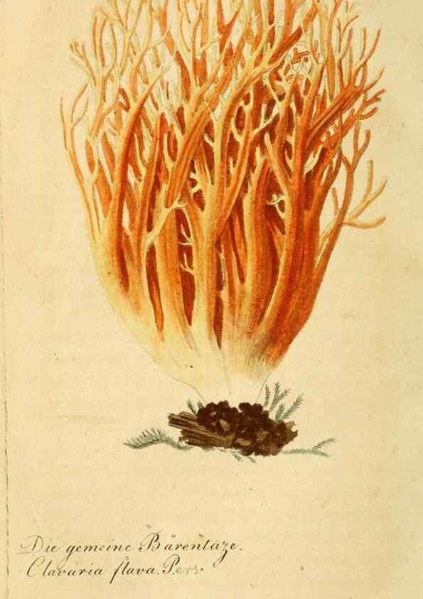 Reproducción/Reproduction 9263016404: Die essbaren schwämme des Oesterreichischen Kaiserstaates /. Wien :Geistinger,1809.