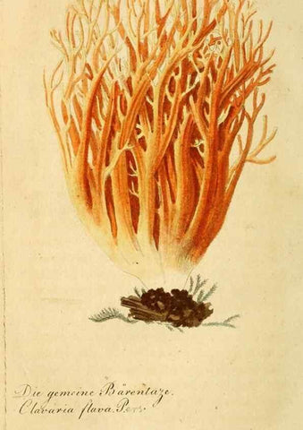 Reproducción/Reproduction 9263016404: Die essbaren schwämme des Oesterreichischen Kaiserstaates /. Wien :Geistinger,1809.