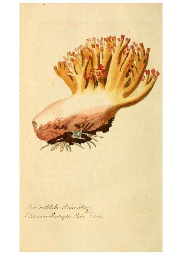Reproducción/Reproduction 9260240121: Die essbaren schwämme des Oesterreichischen Kaiserstaates /. Wien :Geistinger,1809.