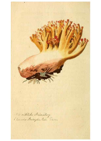 Reproducción/Reproduction 9260240121: Die essbaren schwämme des Oesterreichischen Kaiserstaates /. Wien :Geistinger,1809.