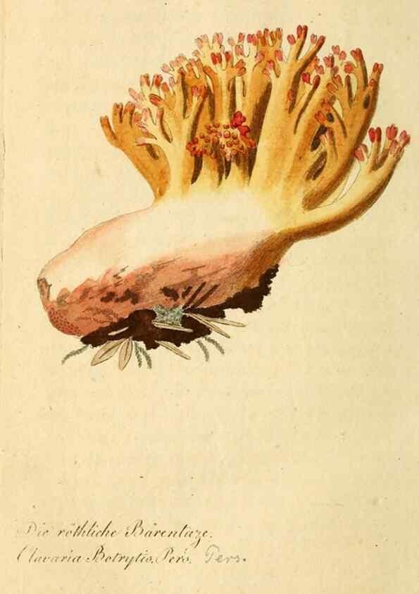 Reproducción/Reproduction 9260240121: Die essbaren schwämme des Oesterreichischen Kaiserstaates /. Wien :Geistinger,1809.