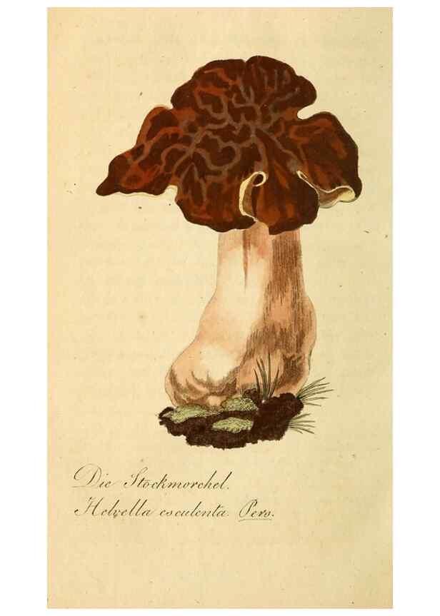 Reproducción/Reproduction 9260241393: Die essbaren schwämme des Oesterreichischen Kaiserstaates /. Wien :Geistinger,1809.