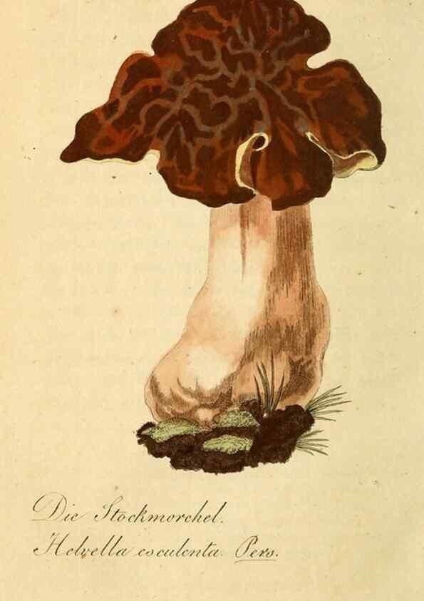 Reproducción/Reproduction 9260241393: Die essbaren schwämme des Oesterreichischen Kaiserstaates /. Wien :Geistinger,1809.