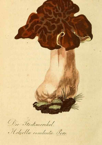 Reproducción/Reproduction 9260241393: Die essbaren schwämme des Oesterreichischen Kaiserstaates /. Wien :Geistinger,1809.