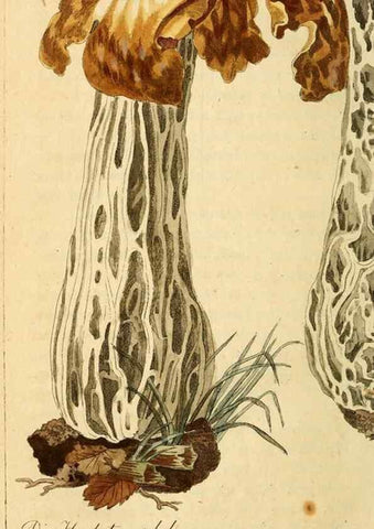 Reproducción/Reproduction 9260243045: Die essbaren schwämme des Oesterreichischen Kaiserstaates /. Wien :Geistinger,1809.