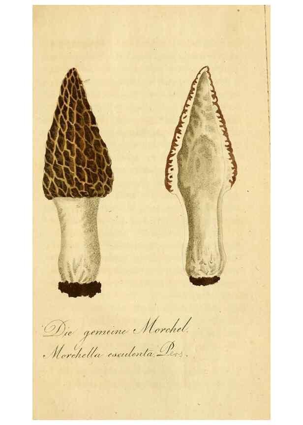 Reproducción/Reproduction 9260244363: Die essbaren schwämme des Oesterreichischen Kaiserstaates /. Wien :Geistinger,1809.